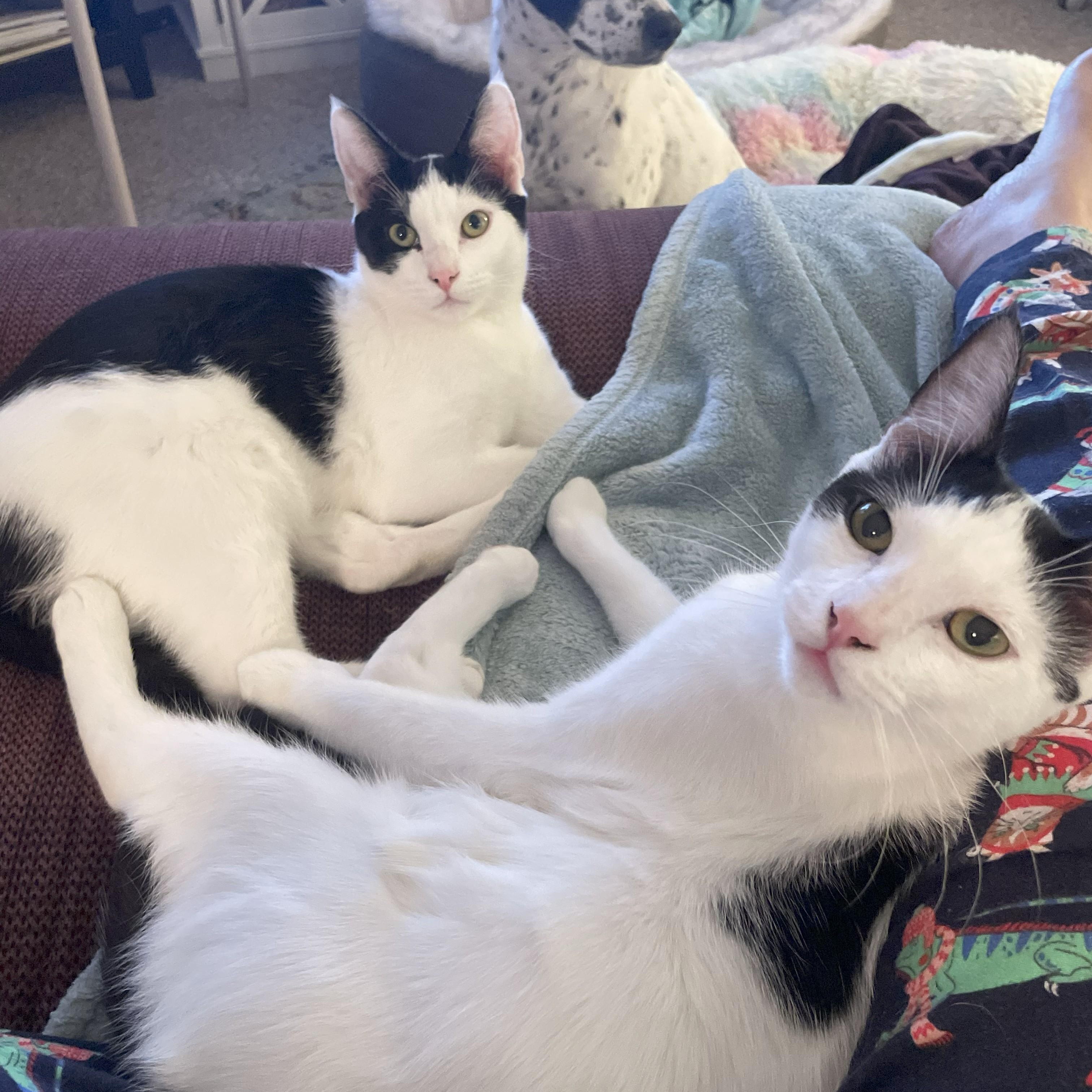 Snoop (bonded with Warren)