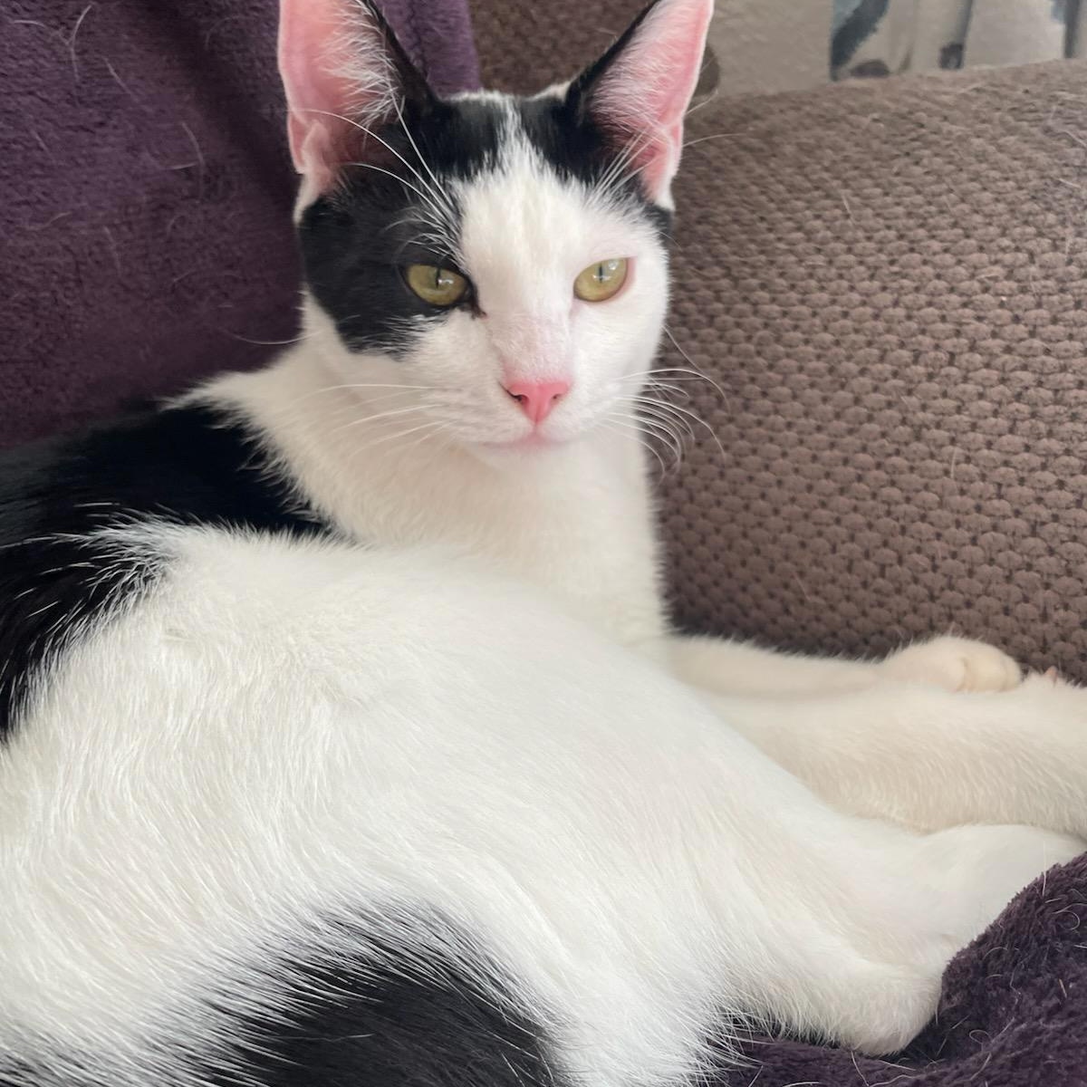 Snoop (bonded with Warren), a Adoptable Domestic Short Hair in Silverton, OR image 1/6