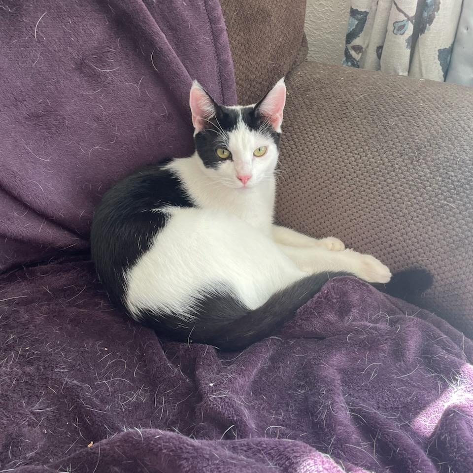 Snoop (bonded with Warren), a Adoptable Domestic Short Hair in Silverton, OR image 4/6