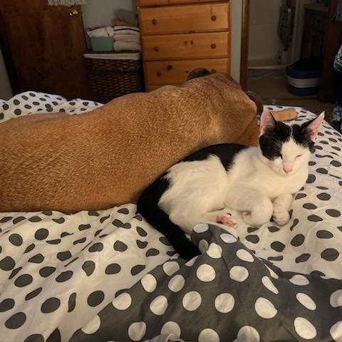 Snoop (bonded with Warren), a Adoptable Domestic Short Hair in Silverton, OR image 5/6