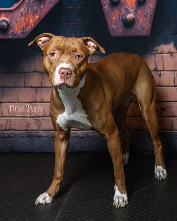 Tinka, Adoptable, Adult Female Pit Bull Terrier.