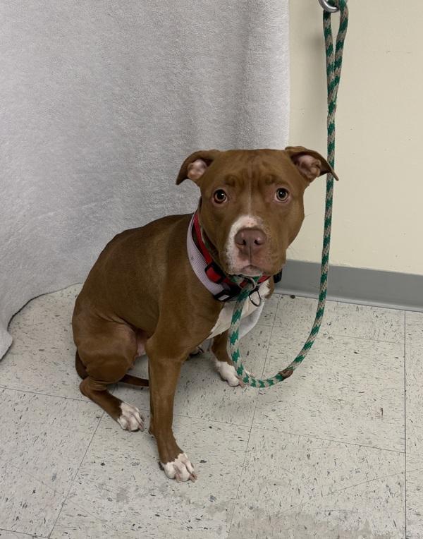 Enlarge Tinka, a Adoptable mixed breed in Salt Lake City, UT image 2/2