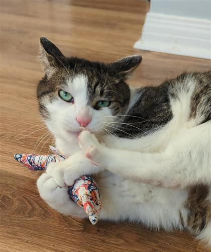 Felfel, a ADOPTABLE Domestic Short Hair in Toronto, ON image 3/5