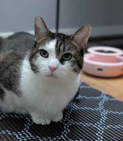 Felfel, a ADOPTABLE Domestic Short Hair in Toronto, ON image 2/5