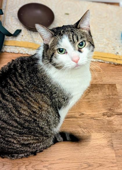 Felfel, a ADOPTABLE Domestic Short Hair in Toronto, ON image 5/5
