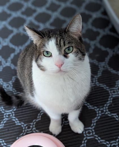 Felfel, a ADOPTABLE Domestic Short Hair in Toronto, ON image 1/5