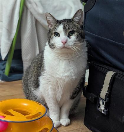 Felfel, a ADOPTABLE Domestic Short Hair in Toronto, ON image 4/5