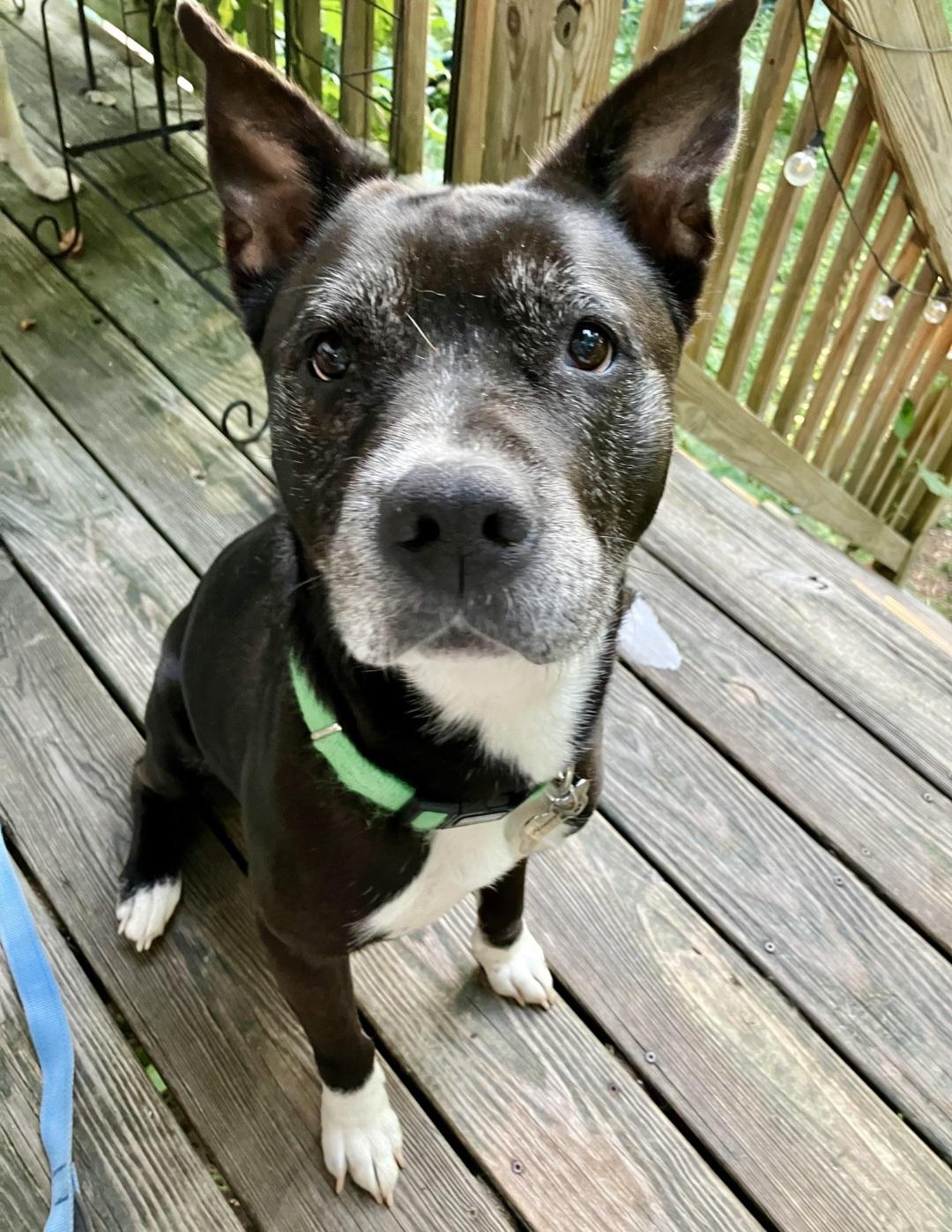 BETTY AND BOOTSY (BONDED SENIOR SISTERS), a Adoptable mixed breed image 2/5