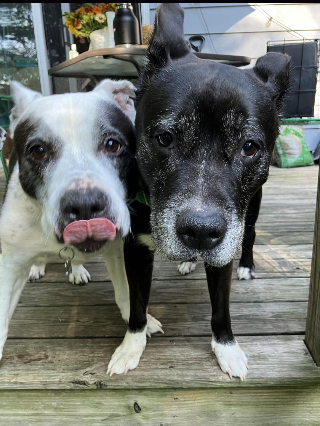 BETTY AND BOOTSY (BONDED SENIOR SISTERS), a Adoptable mixed breed image 4/5
