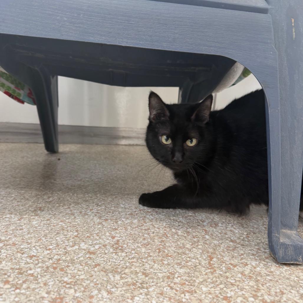 Hedda — thumbnail 3