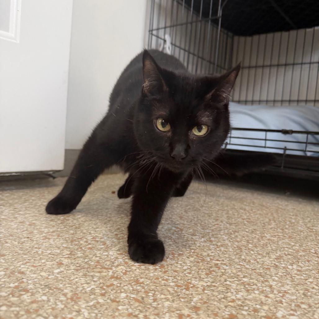 Hedda — thumbnail 4