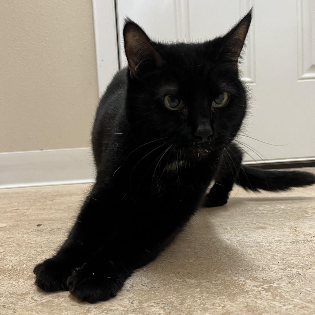 Hedda — thumbnail 5