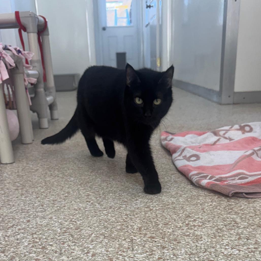 Hedda — thumbnail 6