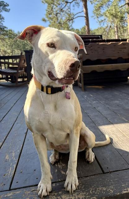 Enlarge PENELOPE, a Adoptable mixed breed in Broomfield, CO image 1/6