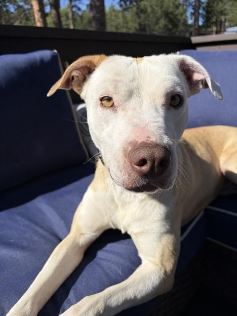 Enlarge PENELOPE, a Adoptable mixed breed in Broomfield, CO image 5/6