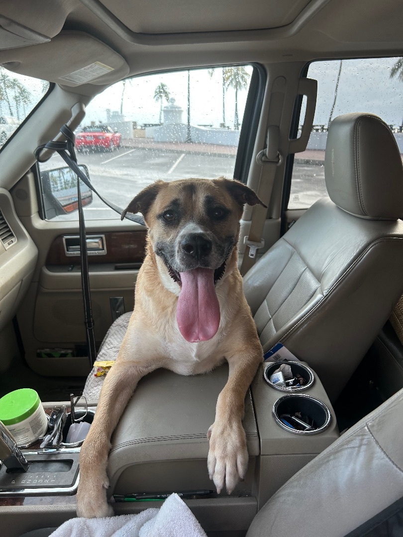 Kimmel, a Adoptable mixed breed in Fort Lauderdale, FL image 1/5