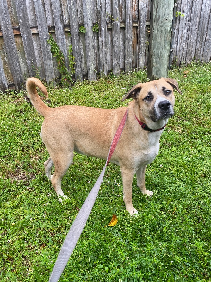 Kimmel, a Adoptable mixed breed in Fort Lauderdale, FL image 2/5