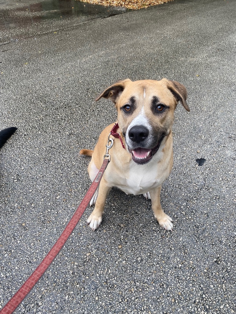 Kimmel, a Adoptable mixed breed in Fort Lauderdale, FL image 3/5