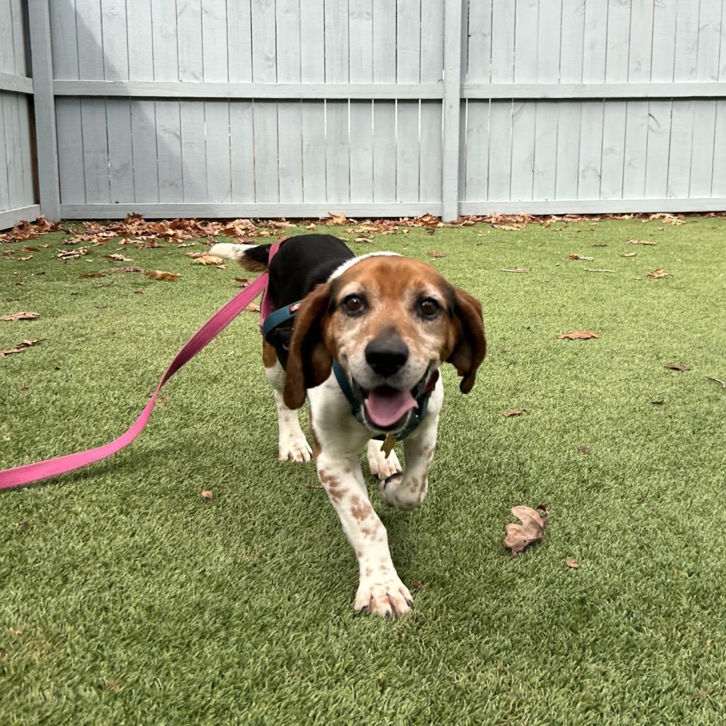 Jerrold, a Adoptable mixed breed in Troy, VA image 1/6