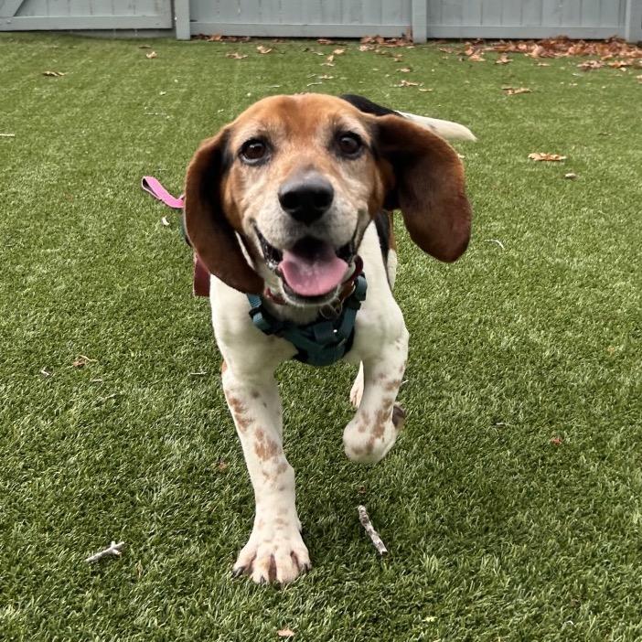 Jerrold, a Adoptable mixed breed in Troy, VA image 3/6