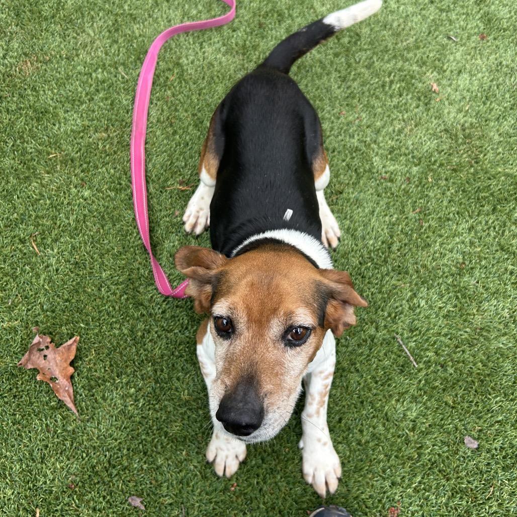 Jerrold, a Adoptable mixed breed in Troy, VA image 6/6