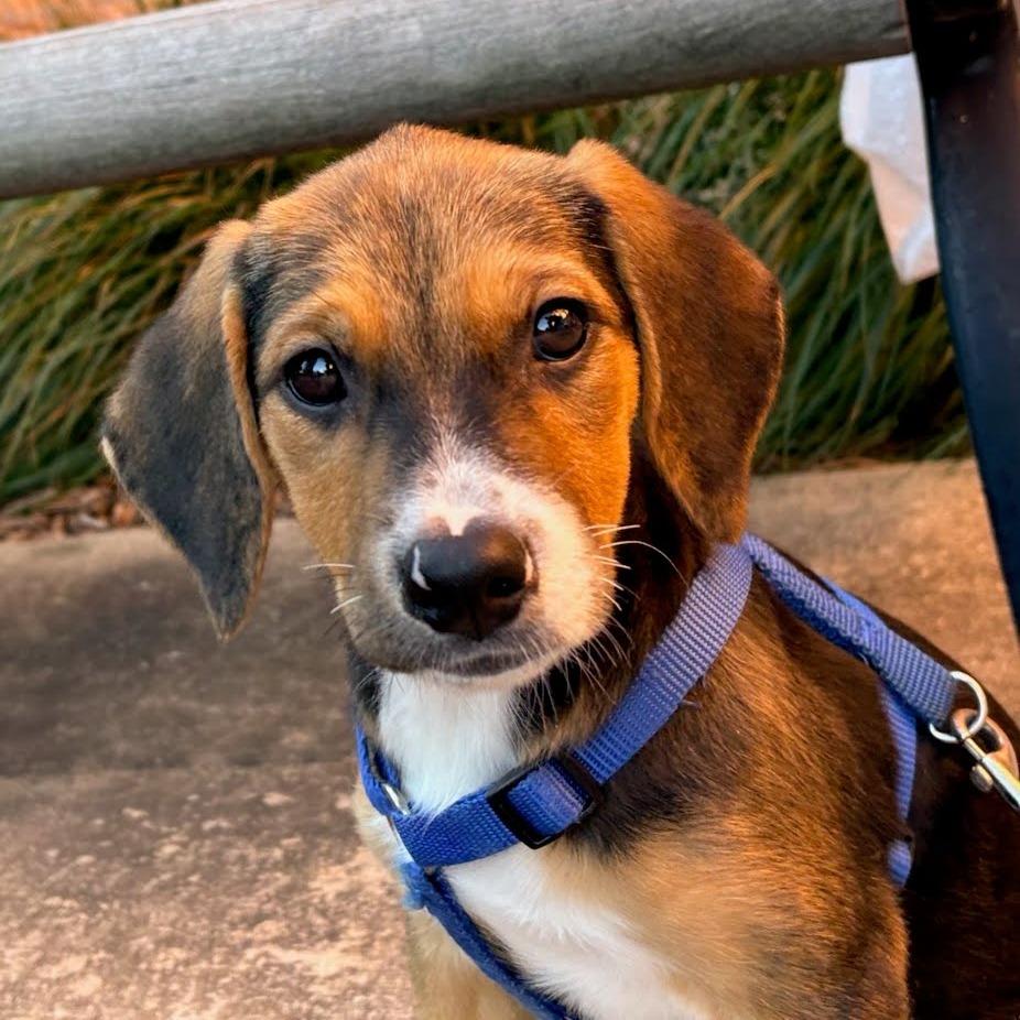 Enlarge Lauryn, a Adoptable mixed breed in Fenton, MI image 1/1