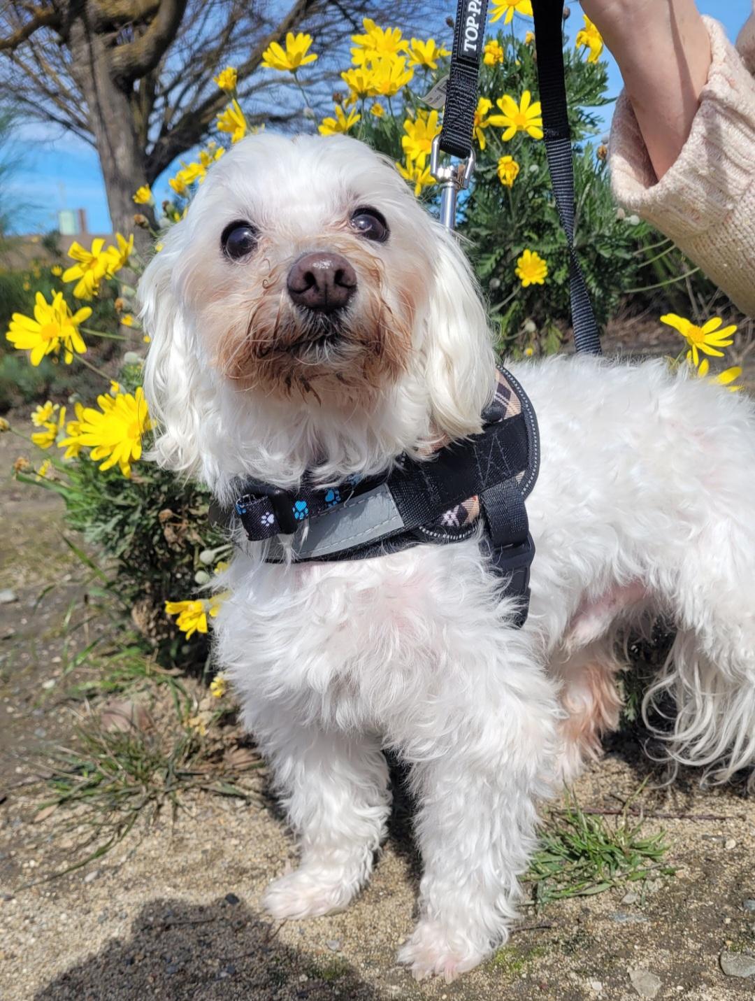 Enlarge Winston, a Adoptable Maltese in Fair Oaks, CA image 1/3