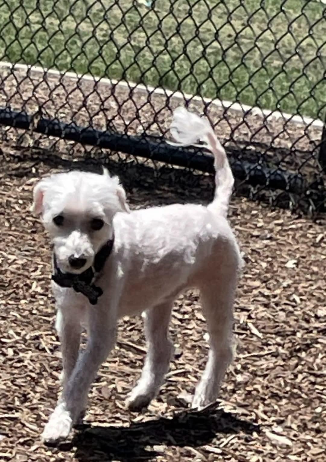 Enlarge Winston, a Adoptable Maltese in Fair Oaks, CA image 3/3
