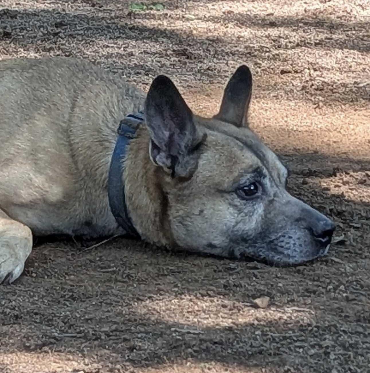 Skylar Blue, Adoptable, Adult Male German Shepherd Dog.