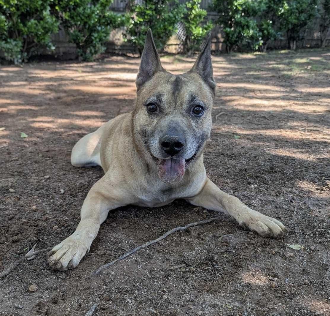 Skylar Blue, a Adoptable mixed breed in Horse Shoe, NC image 2/6