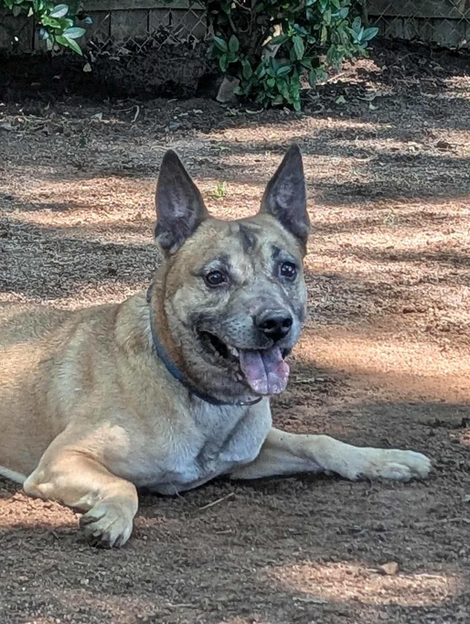 Skylar Blue, a Adoptable mixed breed in Horse Shoe, NC image 3/6
