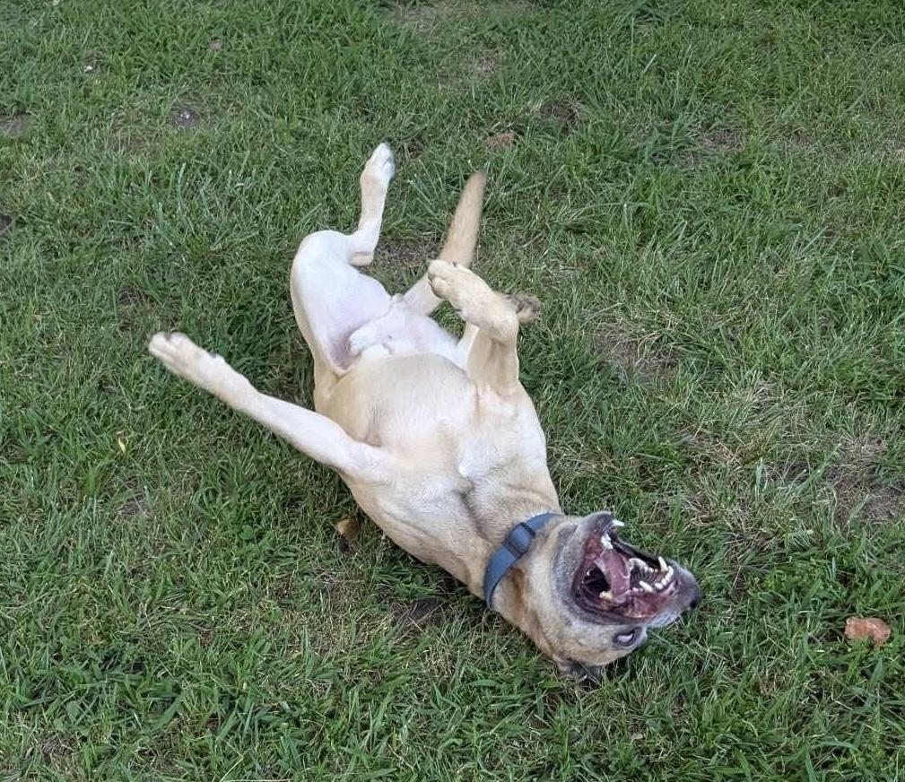 Skylar Blue, a Adoptable mixed breed in Horse Shoe, NC image 4/6