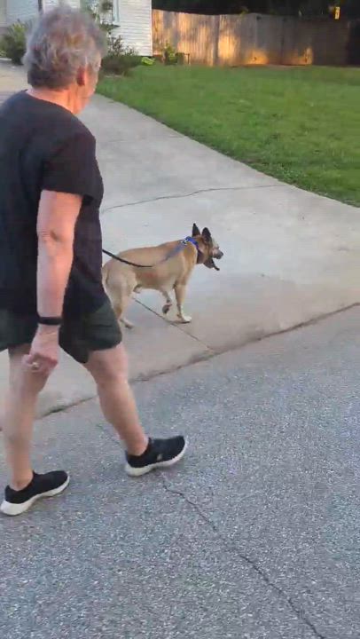 Enlarge Skylar Blue, a Adoptable mixed breed in Horse Shoe, NC video 6/6