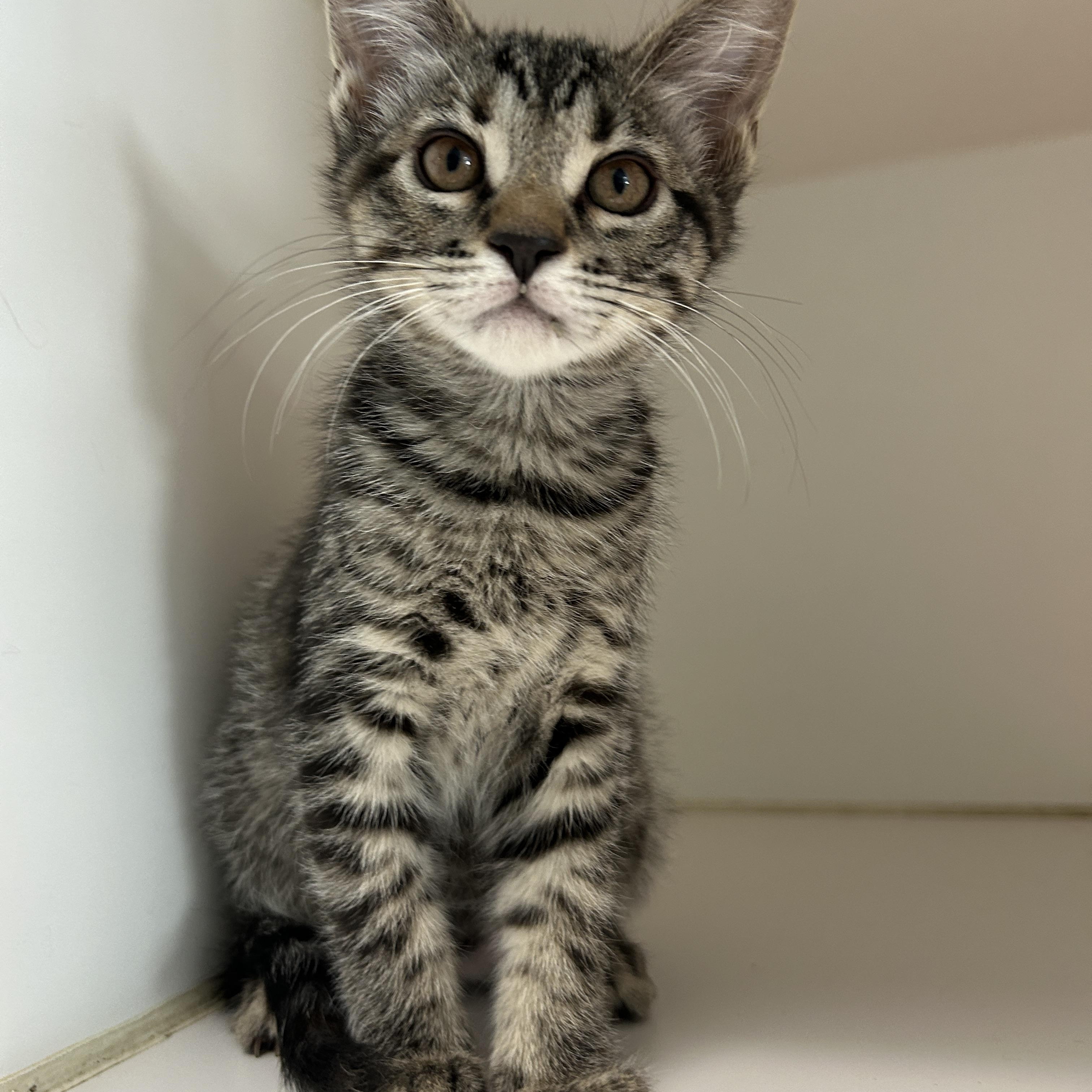 What are the Cutest Cat Breeds Petfinderpetfinder Collections Cutest-Cat-Breeds: Top Adorable Picks