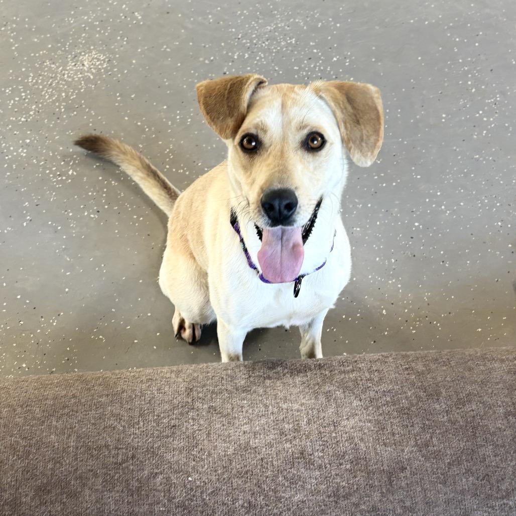 Enlarge Waffles, a Adoptable Yellow Labrador Retriever in Stagecoach, NV image 1/5