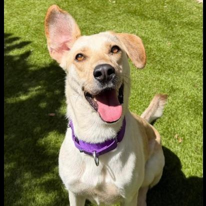 Enlarge Waffles, a Adoptable Yellow Labrador Retriever in Stagecoach, NV image 2/5