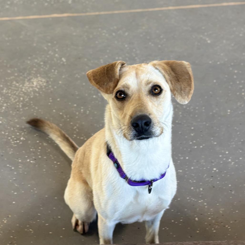 Enlarge Waffles, a Adoptable Yellow Labrador Retriever in Stagecoach, NV image 3/5