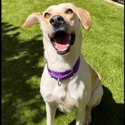 Enlarge Waffles, a Adoptable Yellow Labrador Retriever in Stagecoach, NV image 4/5
