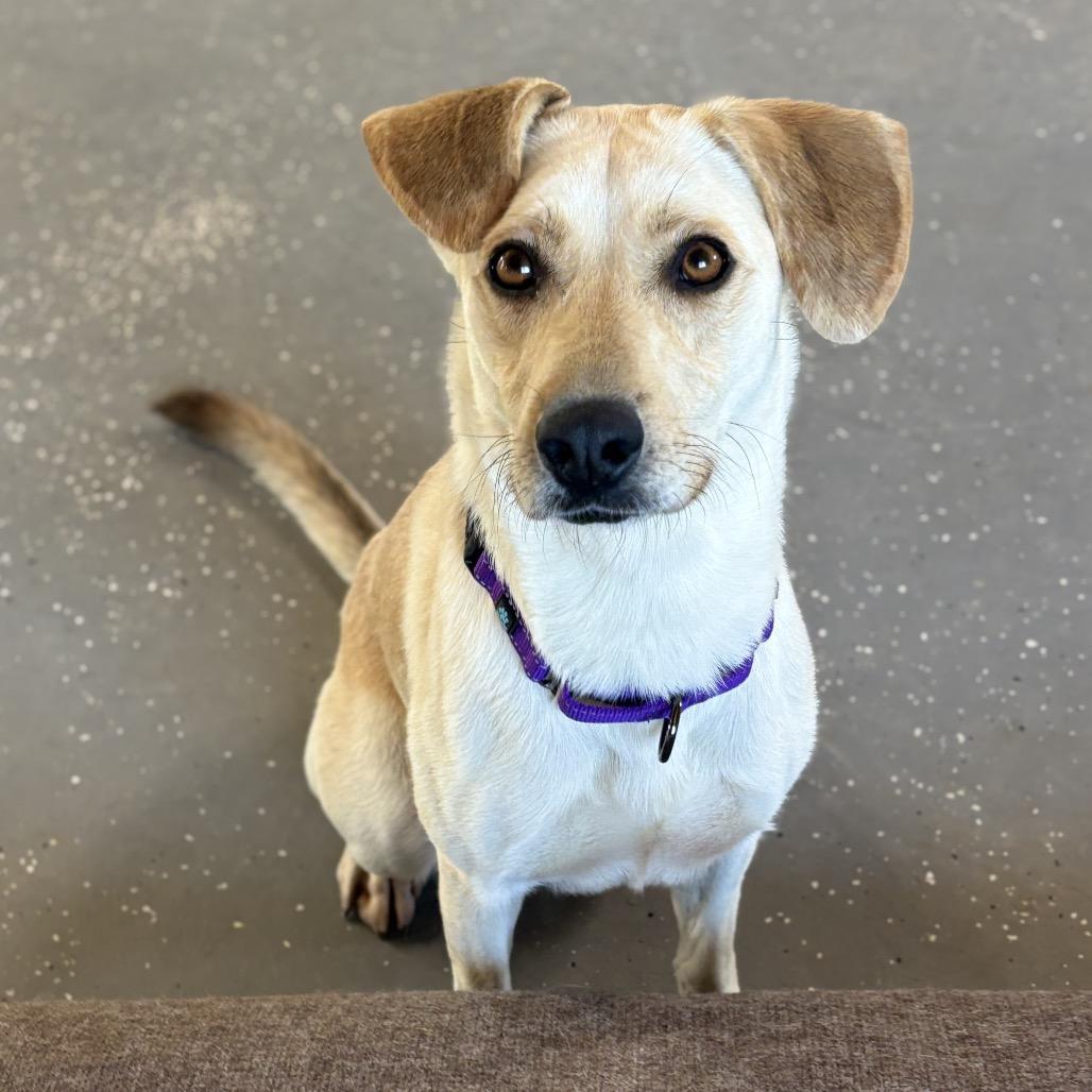 Enlarge Waffles, a Adoptable Yellow Labrador Retriever in Stagecoach, NV image 5/5