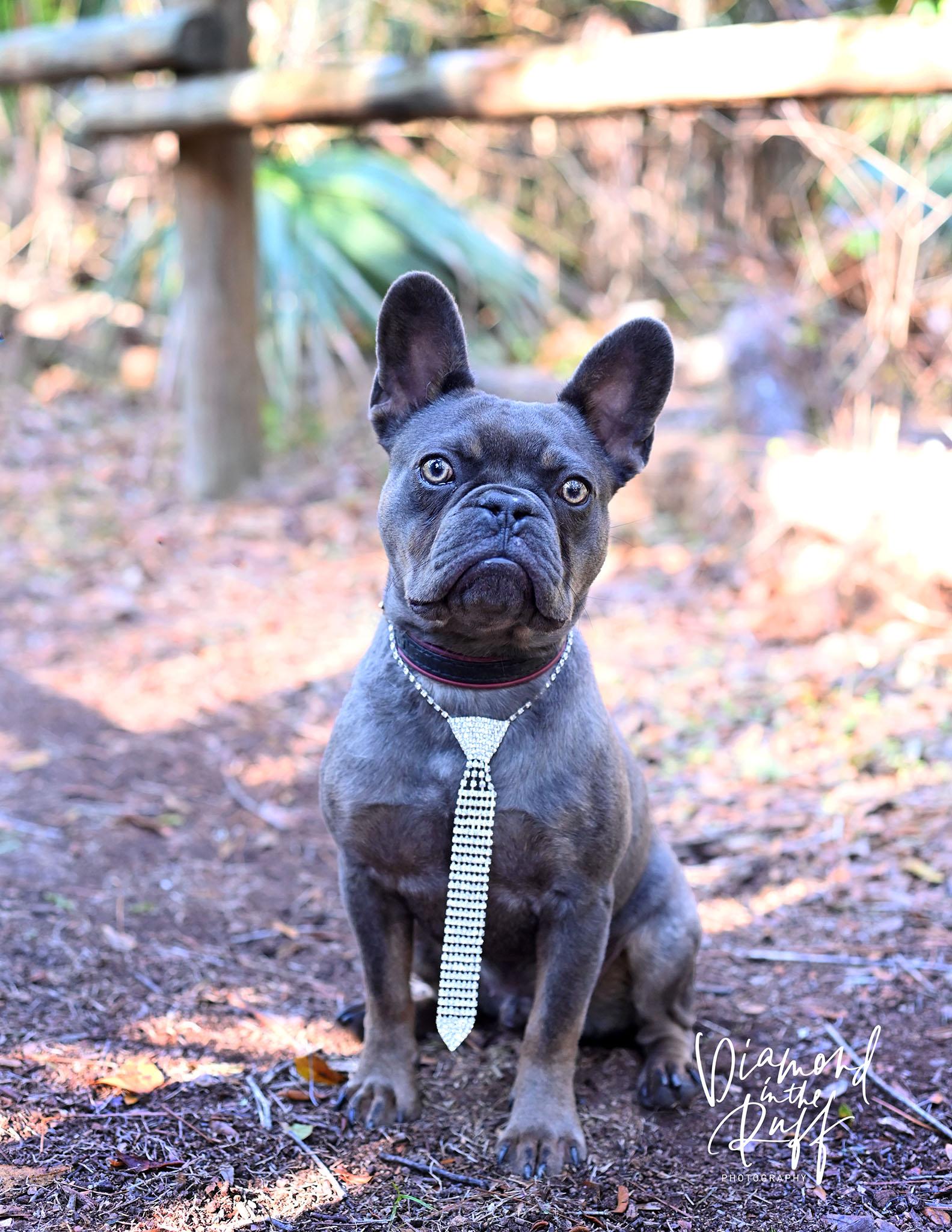Enlarge Ichabod, a ADOPTABLE French Bulldog in New Port Richey, FL image 6/6