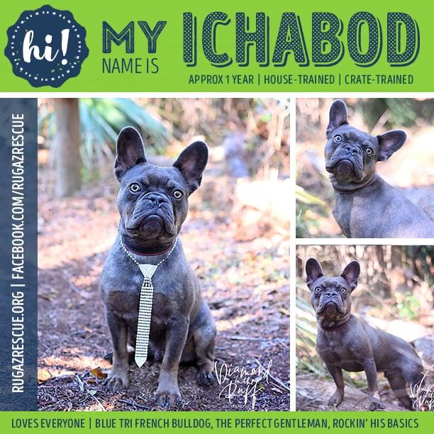 Ichabod, ADOPTABLE, Young Male French Bulldog.