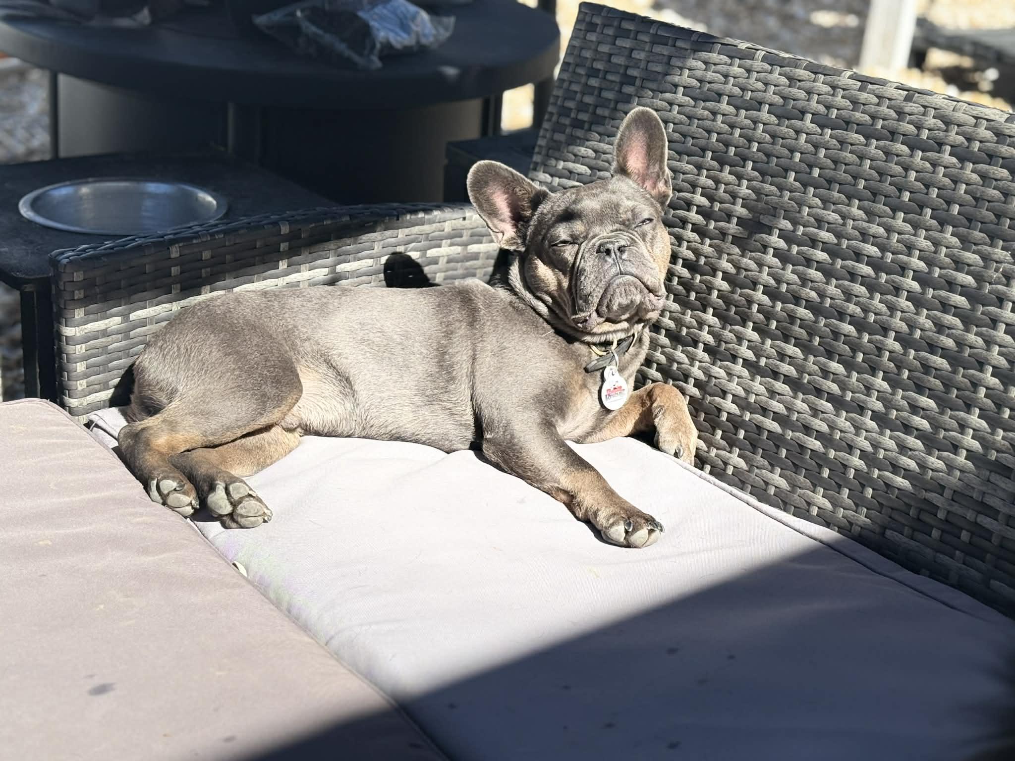 Enlarge Ichabod, a ADOPTABLE French Bulldog in New Port Richey, FL image 2/6