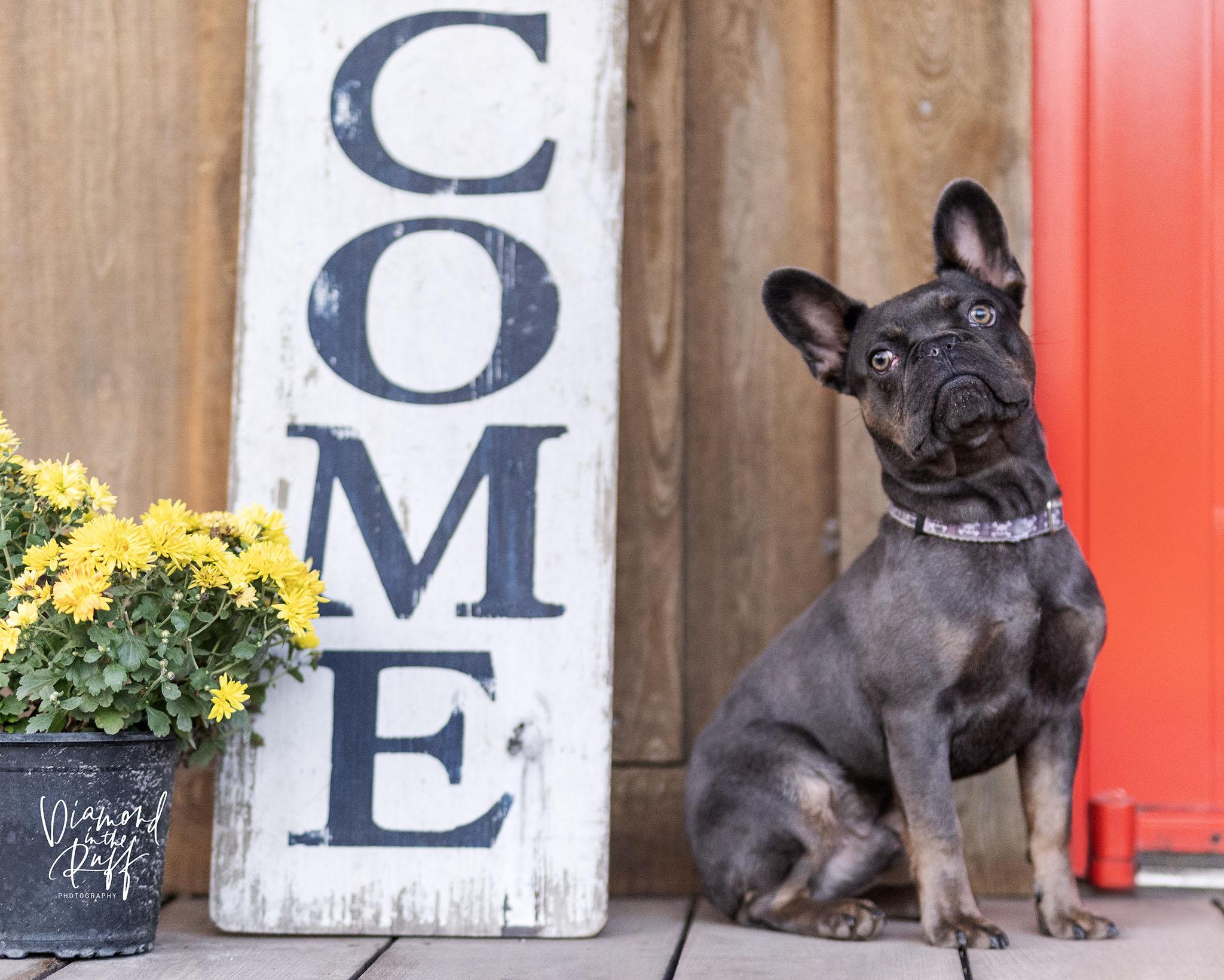 Enlarge Ichabod, a ADOPTABLE French Bulldog in New Port Richey, FL image 5/6