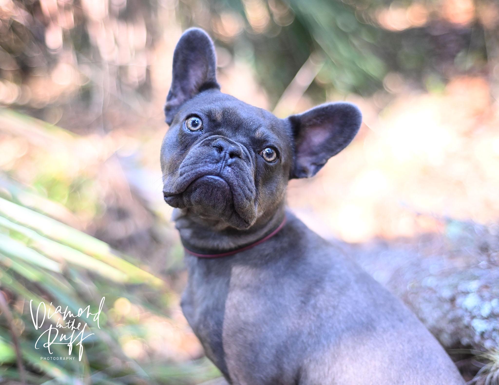 Enlarge Ichabod, a ADOPTABLE French Bulldog in New Port Richey, FL image 3/6