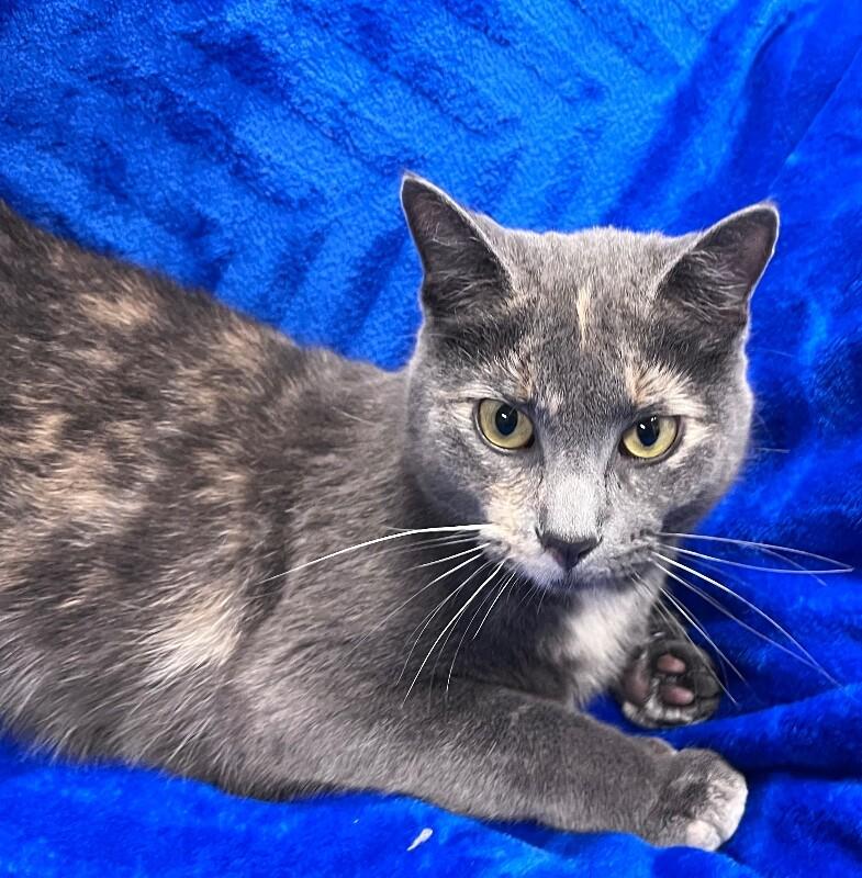 Courtney, Adoptable, Adult Female Domestic Short Hair.
