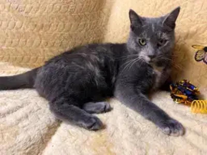 Courtney, Adoptable, Adult Female Domestic Short Hair.