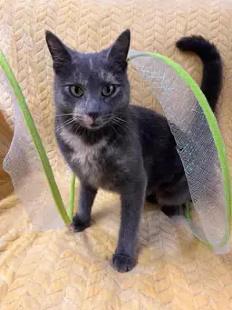 Enlarge Courtney, a Adoptable Domestic Short Hair in North Babylon, NY image 2/5