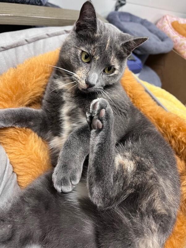 Enlarge Courtney, a Adoptable Domestic Short Hair in North Babylon, NY image 3/6