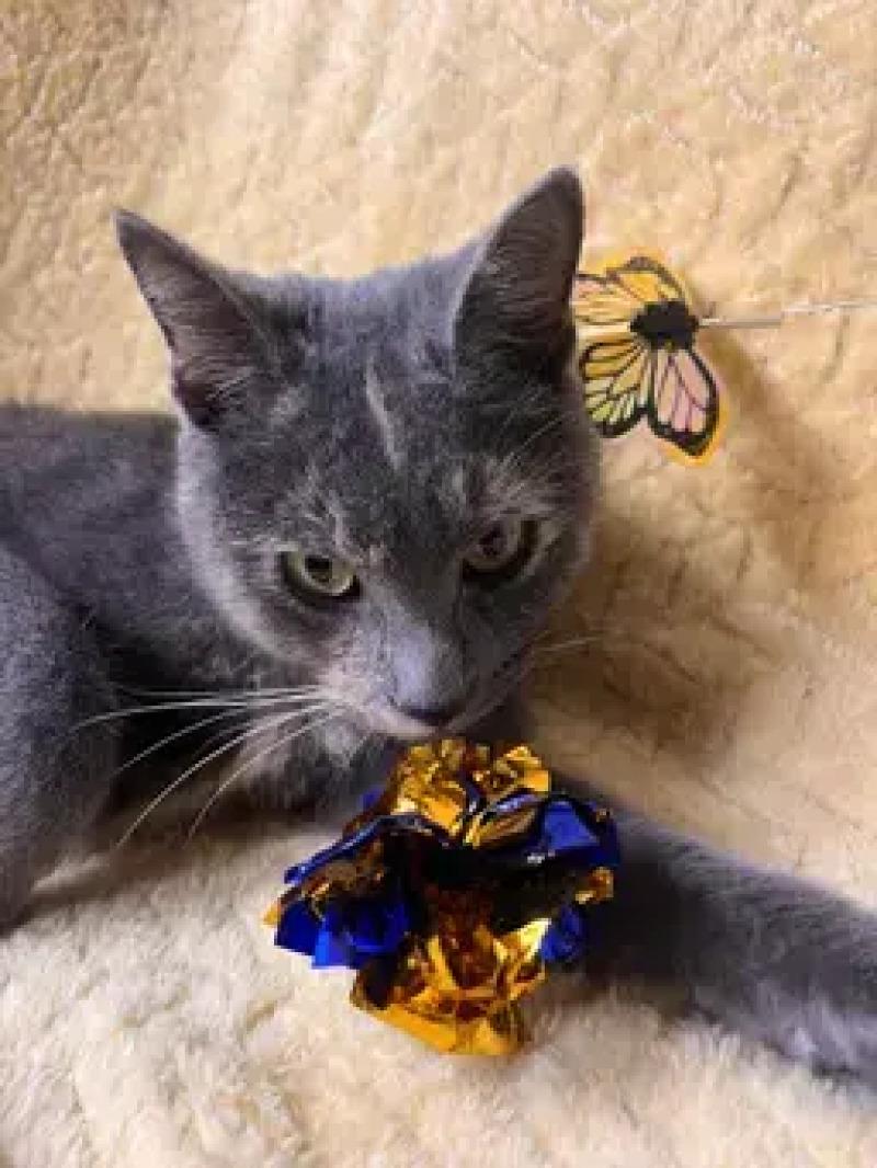 Enlarge Courtney, a Adoptable Domestic Short Hair in North Babylon, NY image 3/5