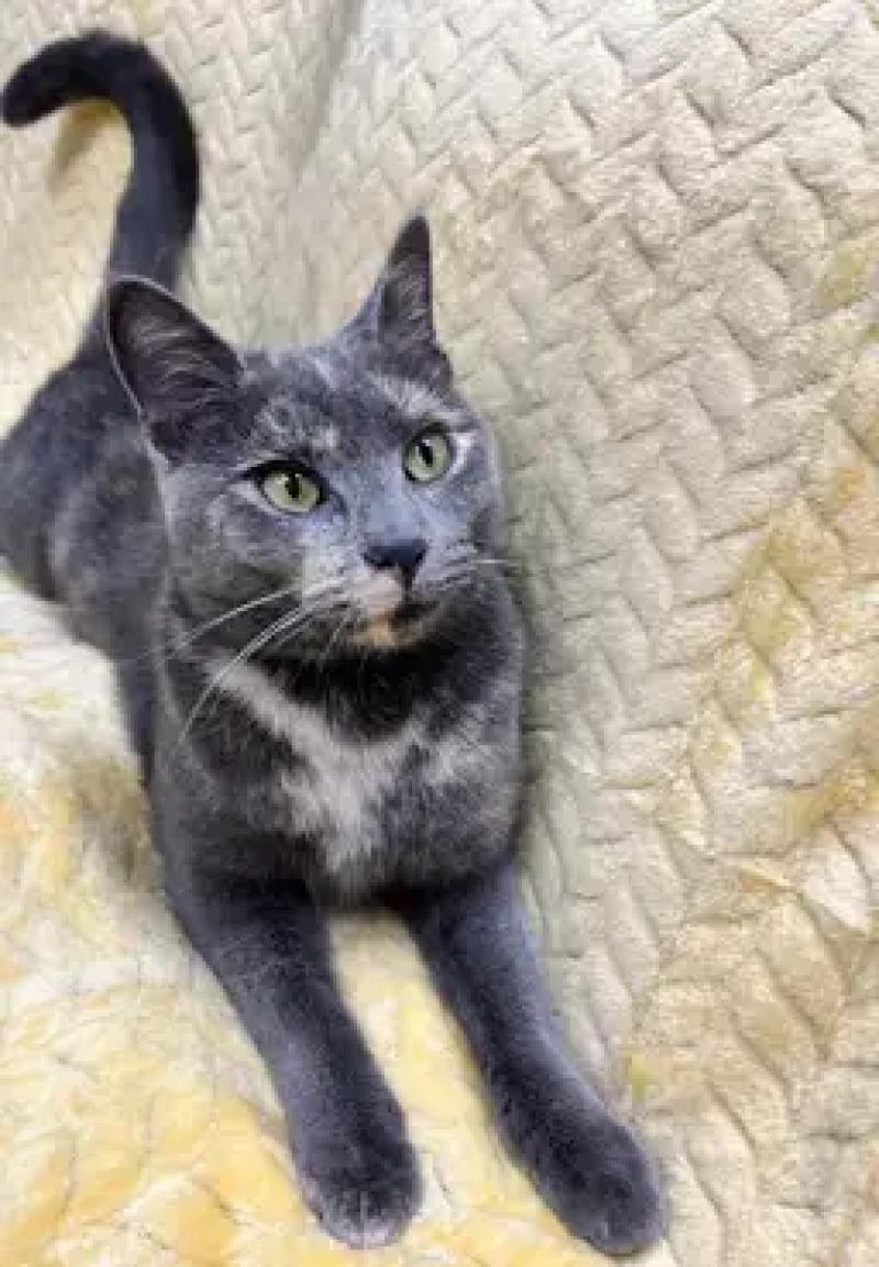 Enlarge Courtney, a Adoptable Domestic Short Hair in North Babylon, NY image 4/5